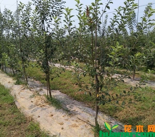 黑苹果