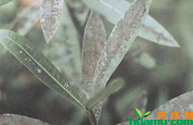 九月煤污病高发期怎么防治? 九月煤污病高发期怎么防治?
