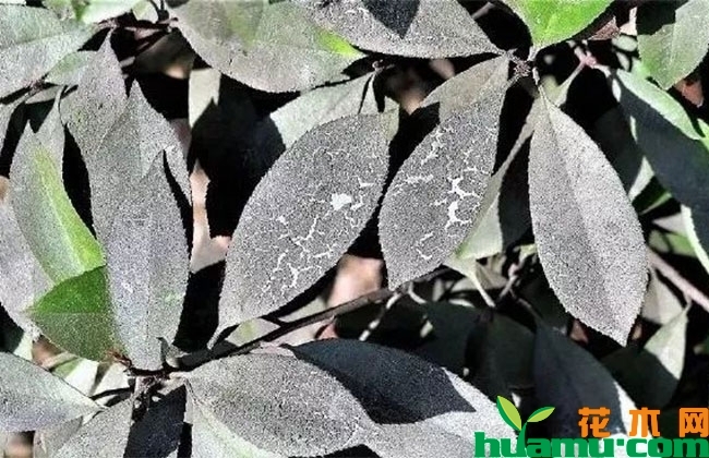 九月煤污病高发期怎么防治? 九月煤污病高发期怎么防治?