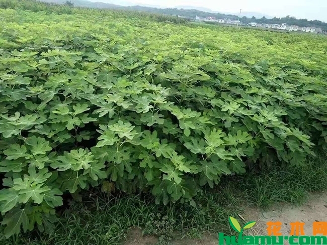 无花果怎么栽种?无花果种植与管理方法 无花果怎么栽种?无花果种植与管理方法