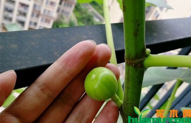 无花果怎么栽种?无花果种植与管理方法 无花果怎么栽种?无花果种植与管理方法