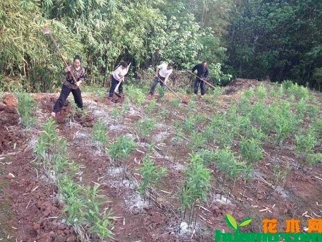 黄精种植技术详解