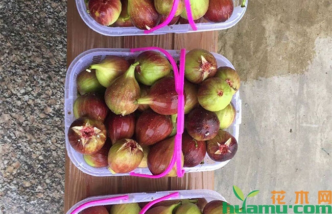 无花果几月份结果?无花果的种植技术