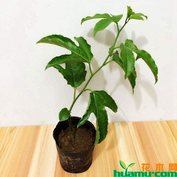 盆栽百香果