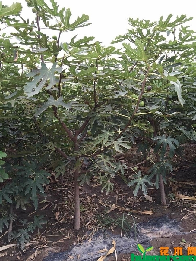 无花果几月份结果?无花果的种植技术 无花果几月份结果?无花果的种植技术