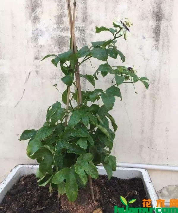 盆栽百香果