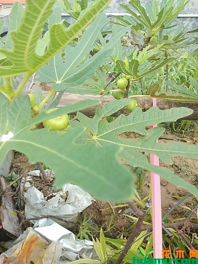 无花果几月份结果?无花果的种植技术 无花果几月份结果?无花果的种植技术