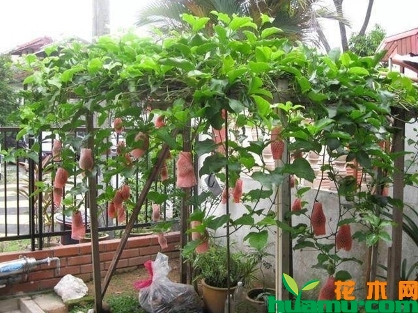 盆栽百香果