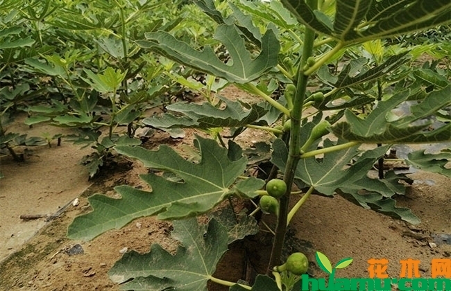 无花果几月份结果?无花果的种植技术 无花果几月份结果?无花果的种植技术