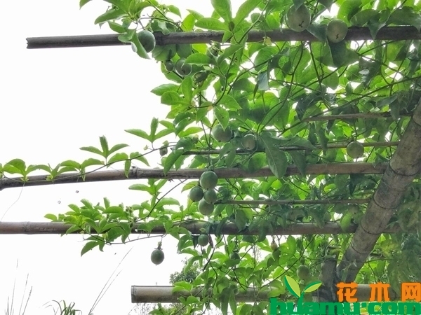 盆栽百香果