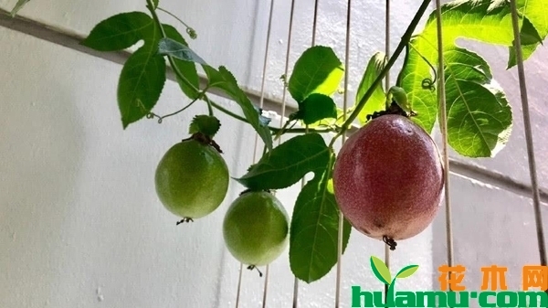 盆栽百香果