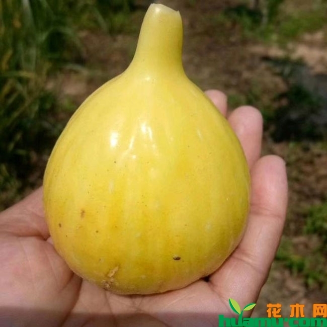 无花果多久结果?什么时候成熟?无花果的种植时间 无花果多久结果?什么时候成熟?无花果的种植时间