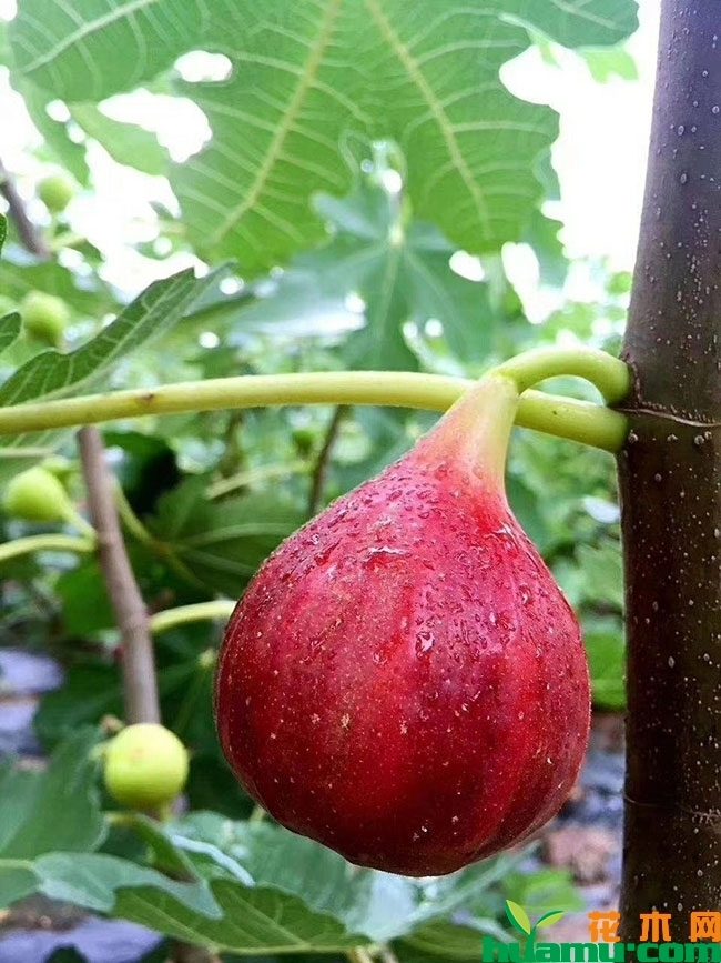 无花果多久结果?什么时候成熟?无花果的种植时间 无花果多久结果?什么时候成熟?无花果的种植时间