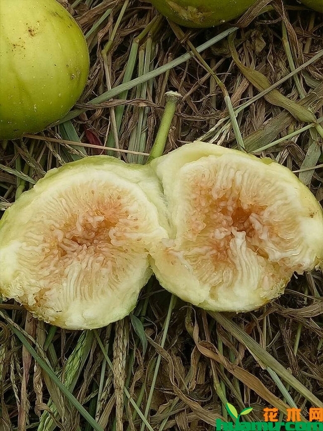无花果多久结果?什么时候成熟?无花果的种植时间 无花果多久结果?什么时候成熟?无花果的种植时间