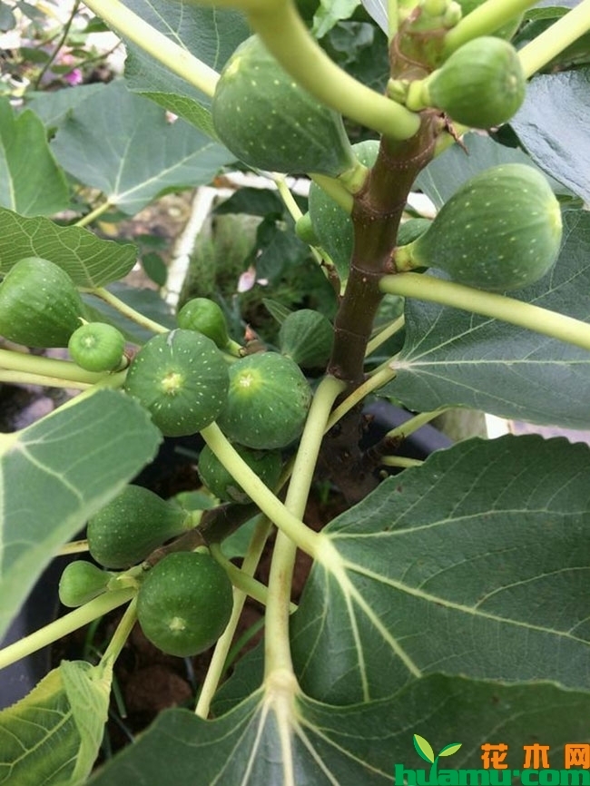 无花果怎么种植?无花果的种植技术方法