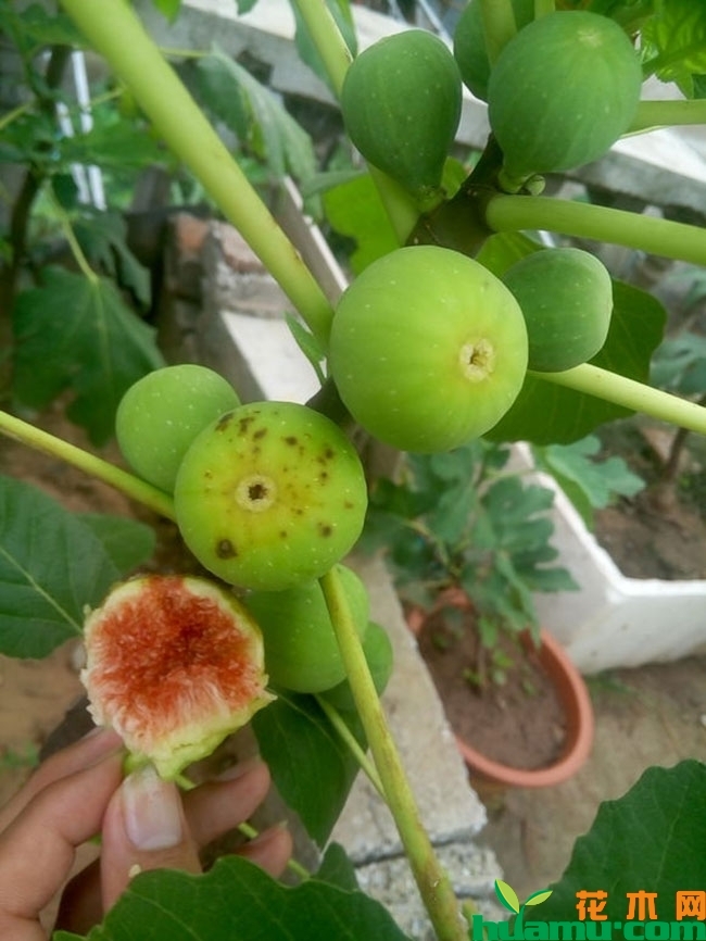 无花果