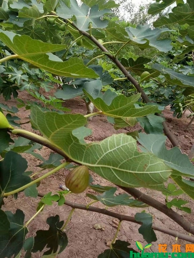 无花果怎么种植?无花果的种植技术方法 无花果怎么种植?无花果的种植技术方法