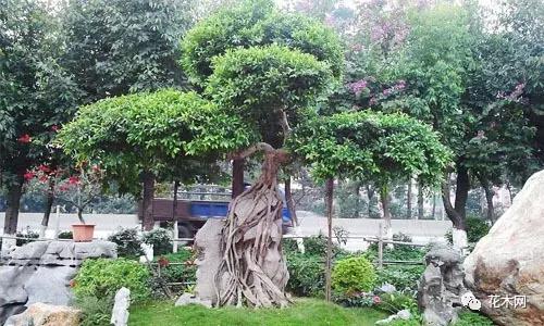 景观大树在城市绿化中的应用