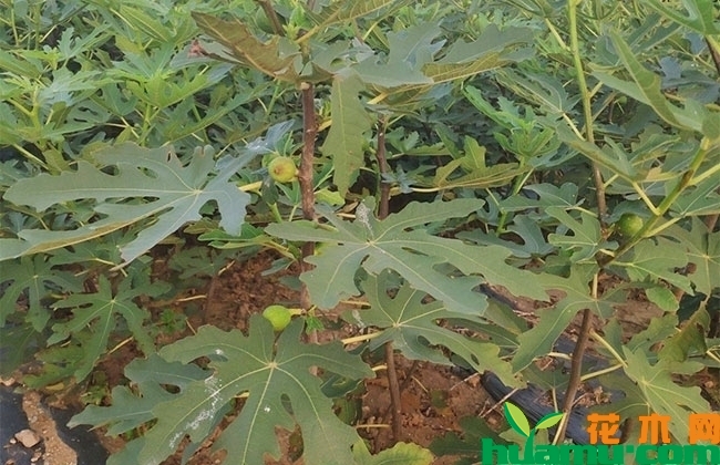 无花果 无花果