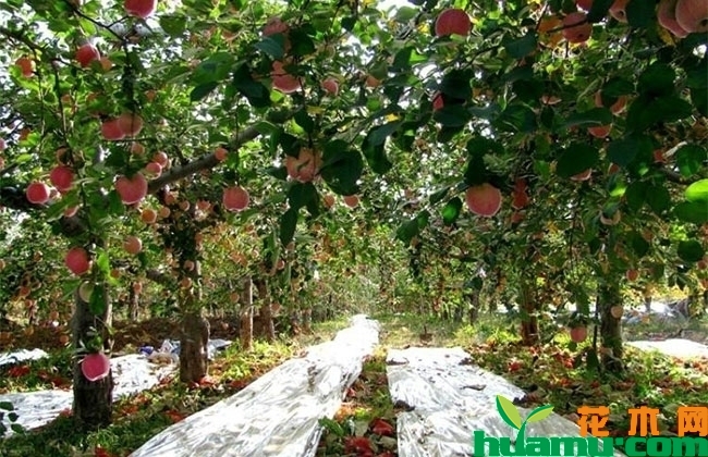 不同树形的苹果树栽植密度不同 不同树形的苹果树栽植密度不同
