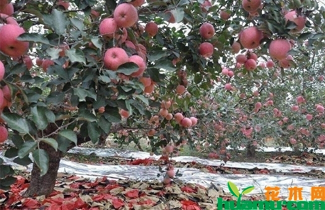 不同树形的苹果树栽植密度不同 不同树形的苹果树栽植密度不同