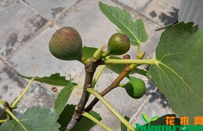 无花果的栽培技术 无花果的栽培技术
