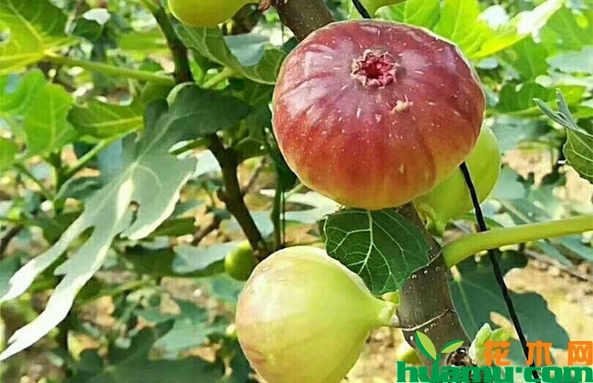 无花果 无花果