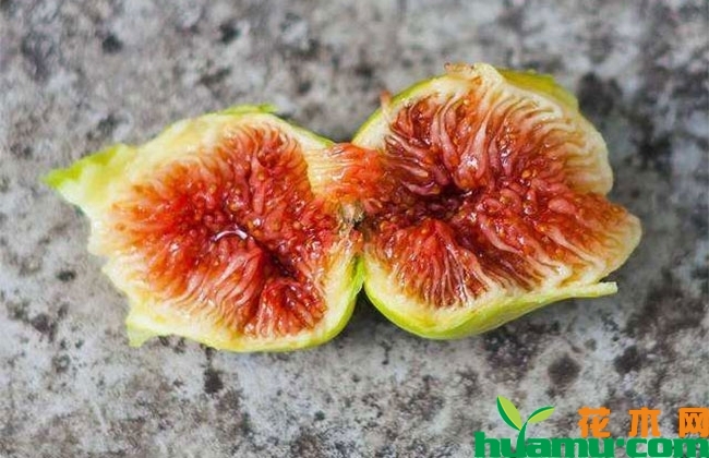 无花果的栽培技术 无花果的栽培技术