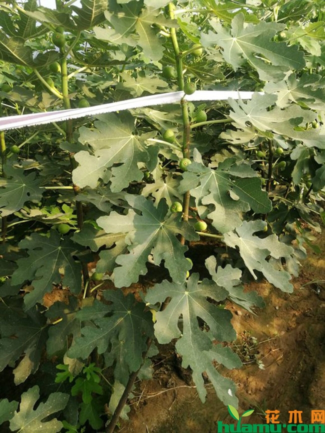 无花果的栽培技术 无花果的栽培技术