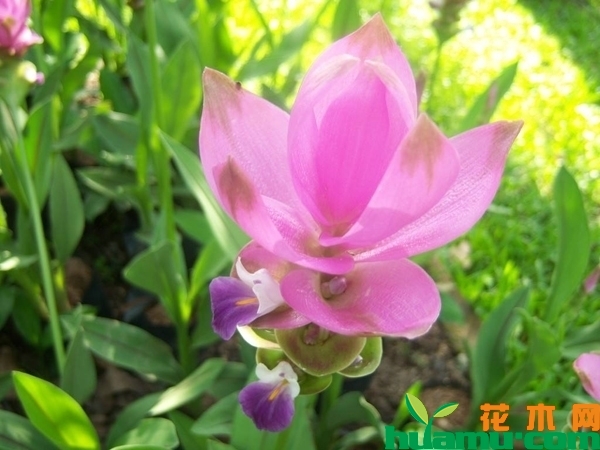 姜荷花的生长习性，怎么种植姜荷花？