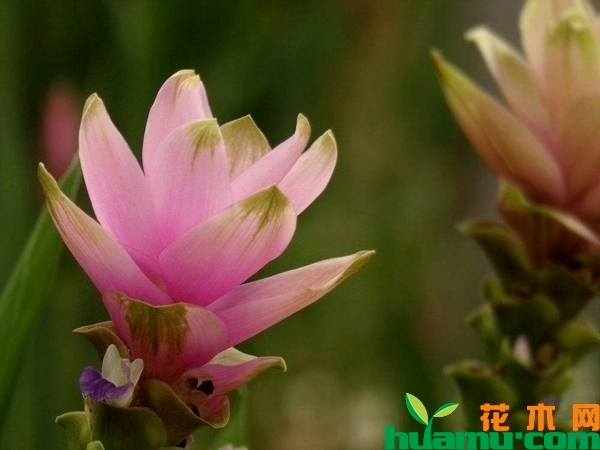姜荷花