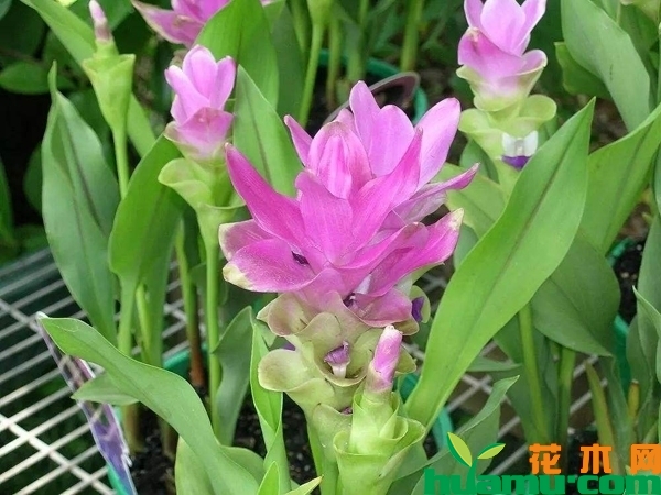 姜荷花
