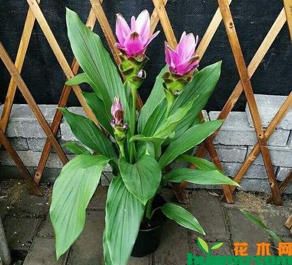 姜荷花