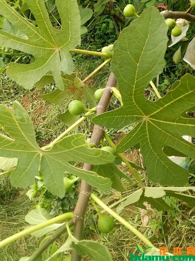 无花果的种植方法 无花果的种植方法