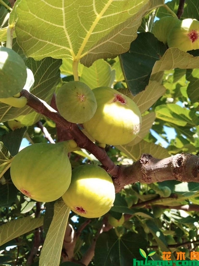 无花果的种植方法 无花果的种植方法