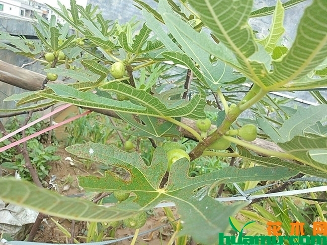 无花果的种植方法 无花果的种植方法