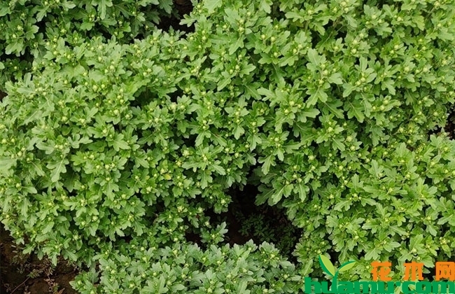 国庆菊种植时间 国庆菊种植时间