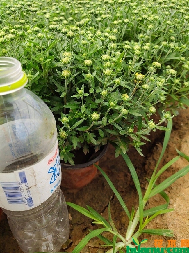 国庆菊的种植方法 国庆菊的种植方法