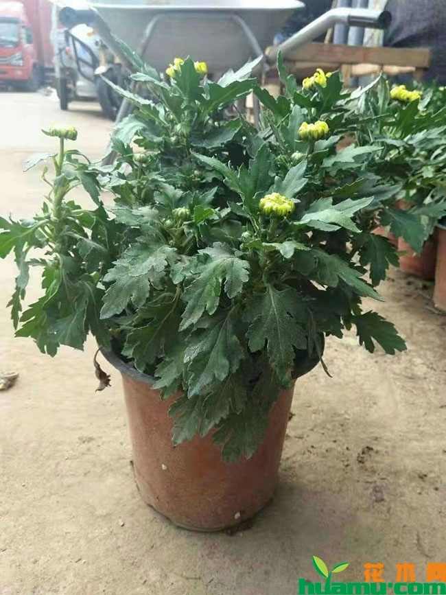 国庆菊种植时间 国庆菊种植时间