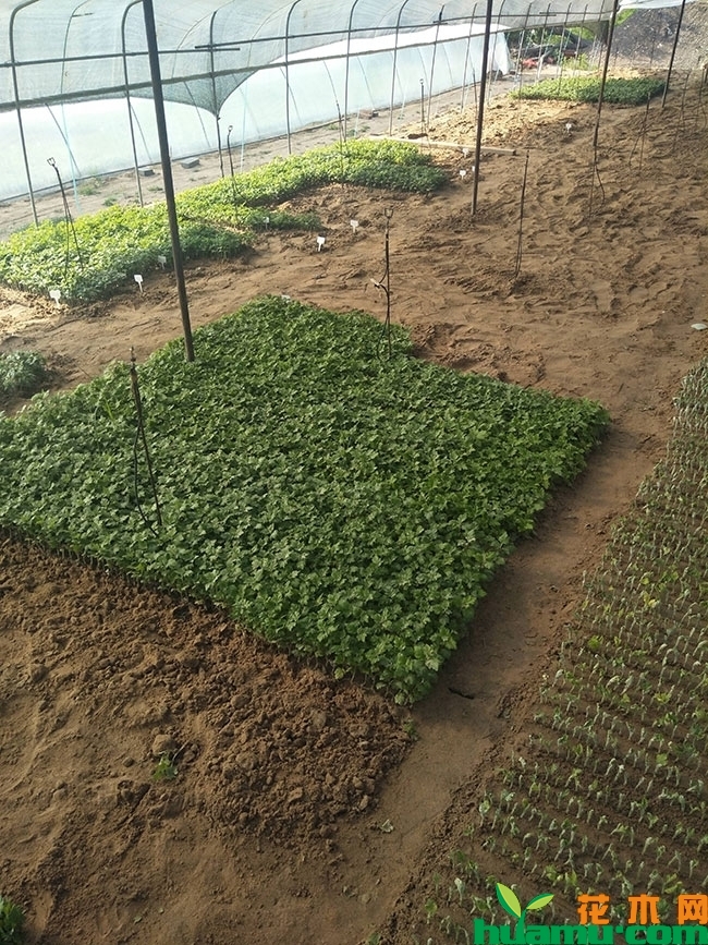 国庆菊种植时间 国庆菊种植时间