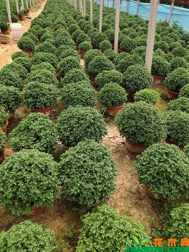 国庆菊的种植方法 国庆菊的种植方法