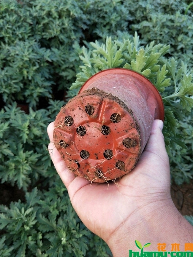 国庆菊种植时间 国庆菊种植时间