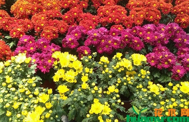 怎么种植国庆菊?