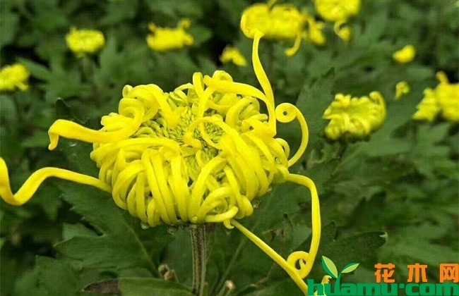 国庆菊什么时候才开始种植?