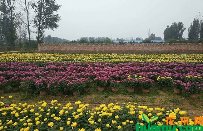 菊花