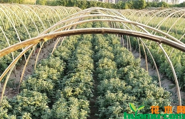 怎么种植国庆菊? 怎么种植国庆菊?