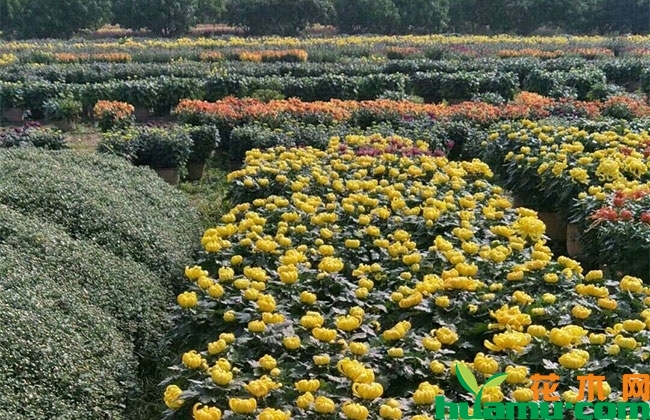 菊花