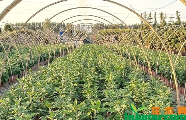 怎么种植国庆菊? 怎么种植国庆菊?