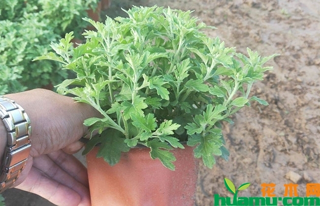 怎么种植国庆菊? 怎么种植国庆菊?