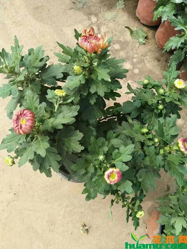 国庆菊的栽培方法 国庆菊的栽培方法